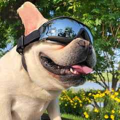 DogbSunglasses